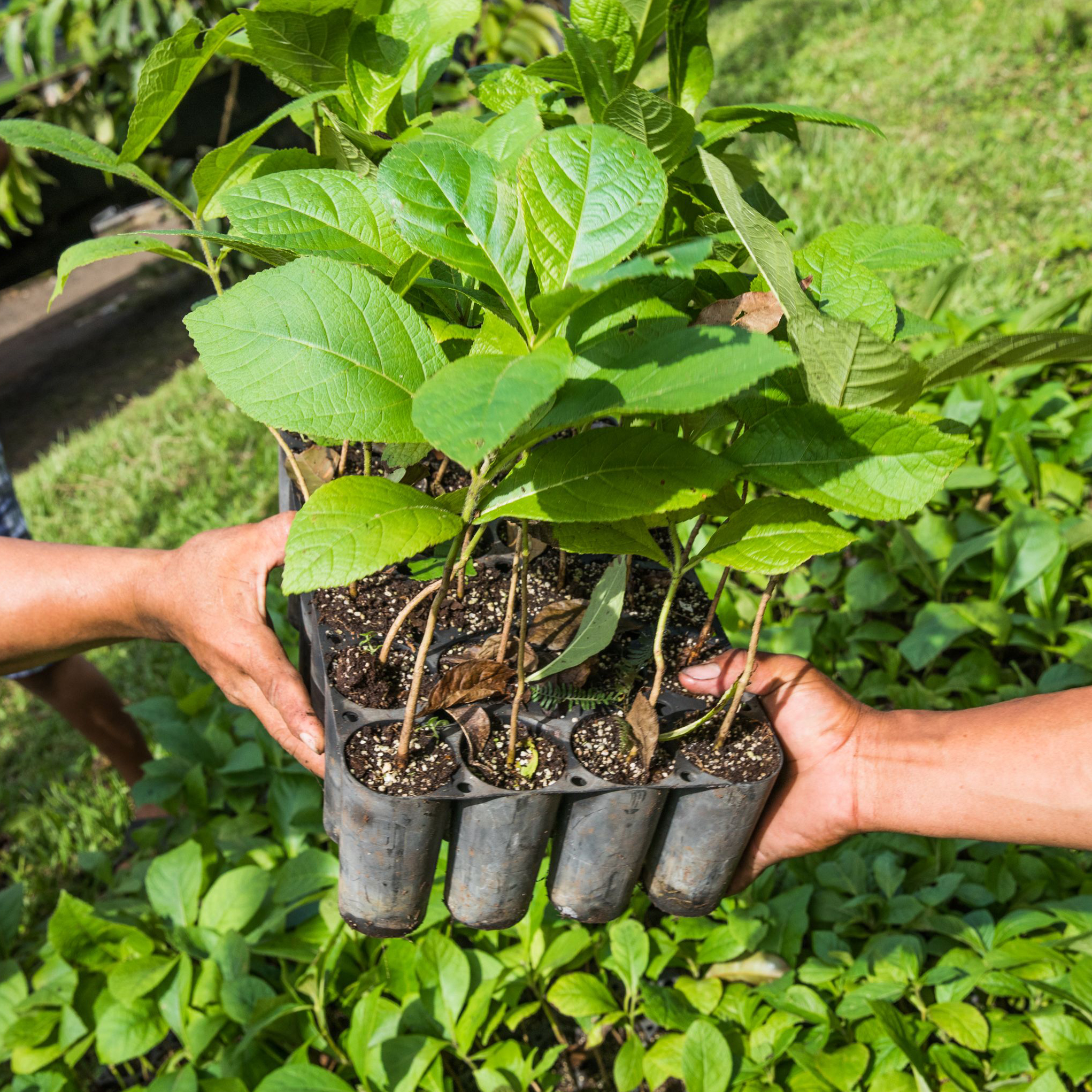 Hands passing tree saplings symbolizing Decorful's tree planting initiative.